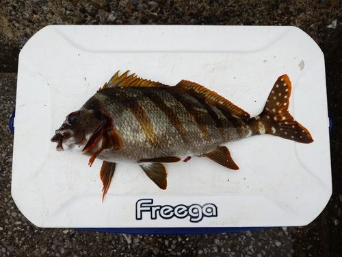 タカノハダイの釣果