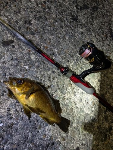 メバルの釣果