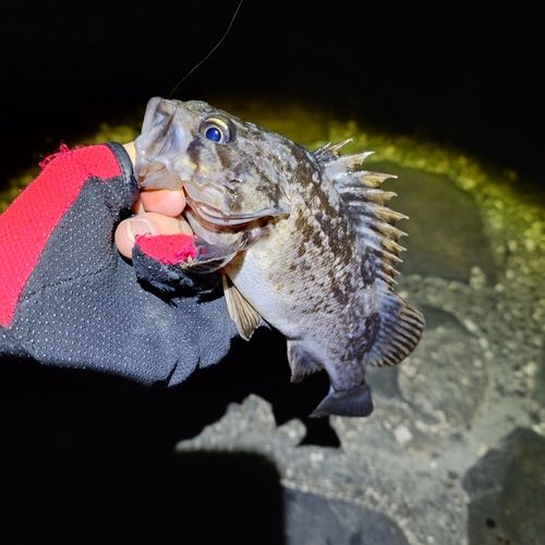 クロソイの釣果