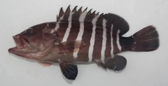 マハタの釣果