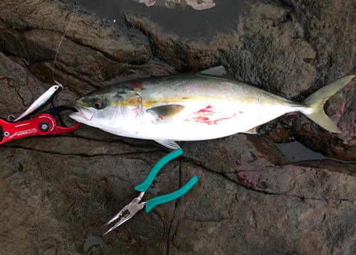 ツバスの釣果