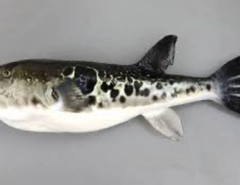 トラフグの釣果