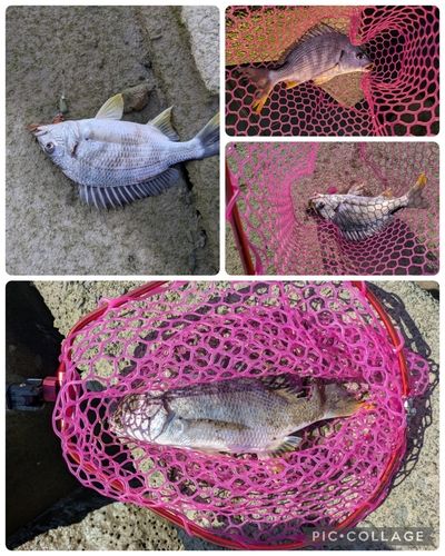 キビレの釣果