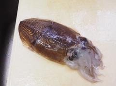 モンゴウイカの釣果