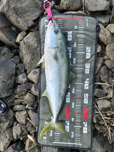 ヒラマサの釣果