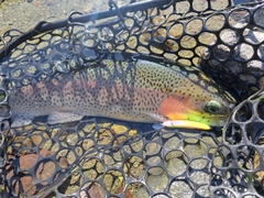 レインボートラウトの釣果