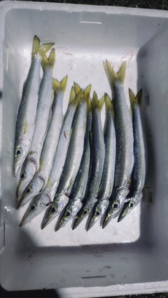 アカカマスの釣果