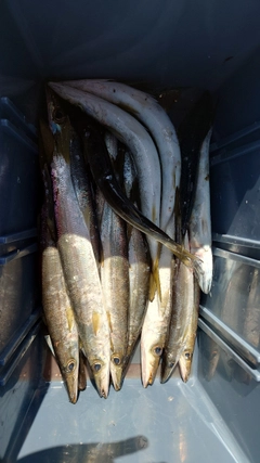 アカカマスの釣果