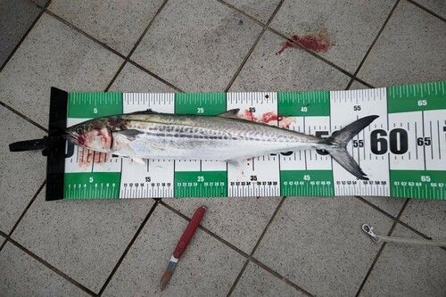 サゴシの釣果