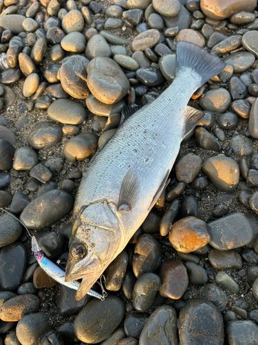 ヒラスズキの釣果