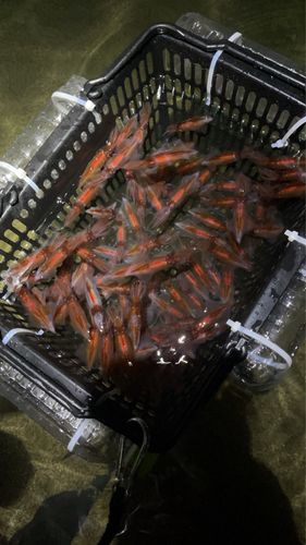 ホタルイカの釣果