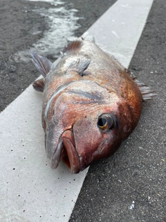 マダイの釣果