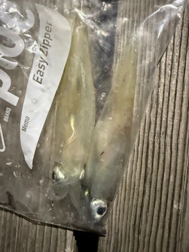 ヤリイカの釣果