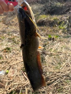 ナマズの釣果