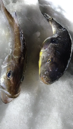アラの釣果