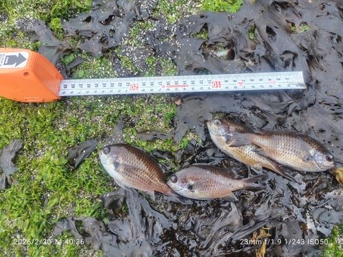 スズメダイの釣果