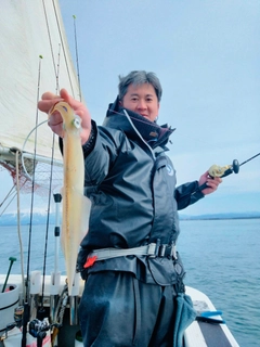 ヤリイカの釣果
