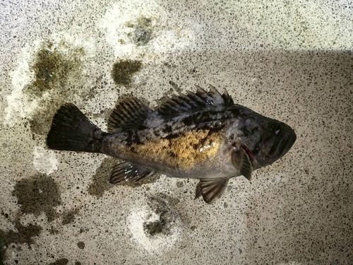 クロソイの釣果