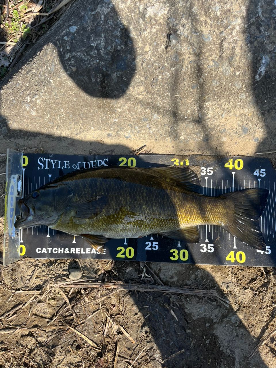 DAIWA 19エアエッジ モバイル 644UL/LSの最安値・インプレ・釣果