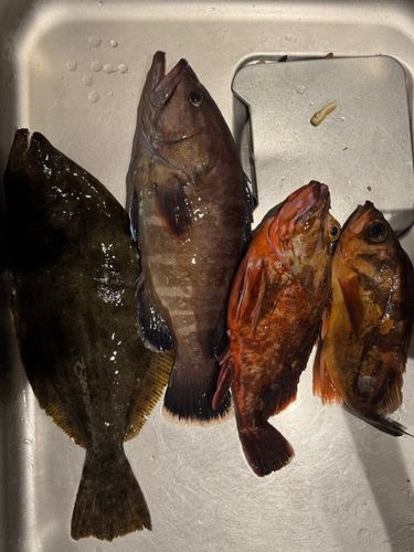 マハタの釣果