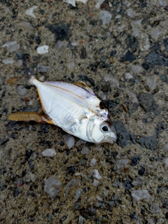 ヒイラギの釣果