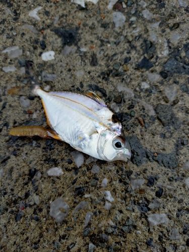 ヒイラギの釣果