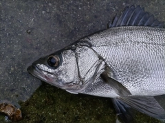 ヒラスズキの釣果