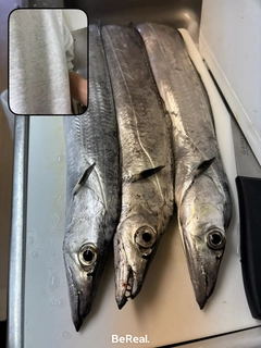 タチウオの釣果