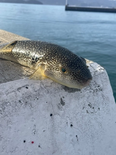 アカメフグの釣果