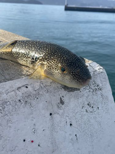 アカメフグの釣果