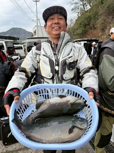メジナの釣果