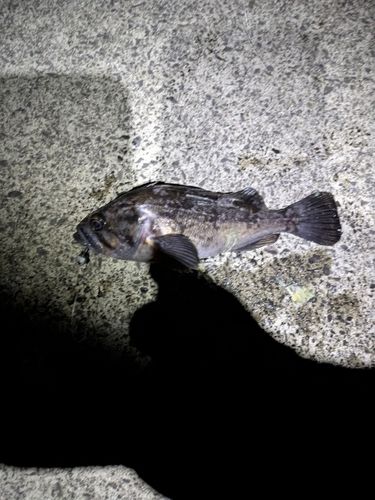 クロソイの釣果