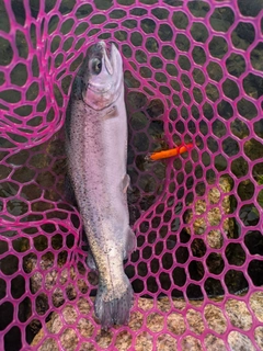 ニジマスの釣果