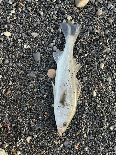 セイゴ（マルスズキ）の釣果