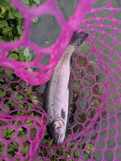 ニジマスの釣果