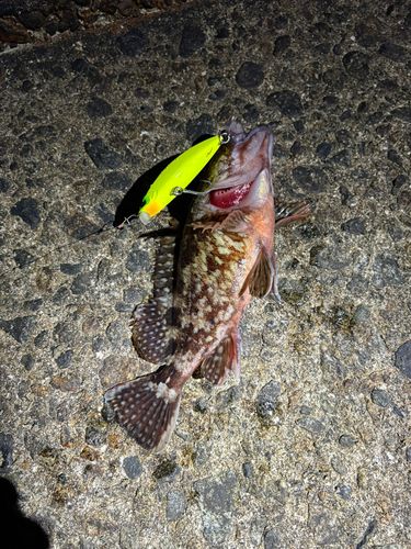 カサゴの釣果