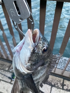 クロダイの釣果