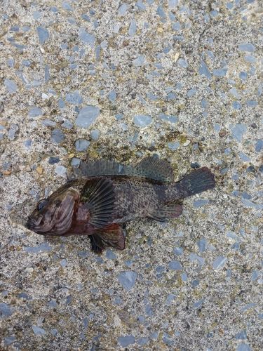 ソイの釣果