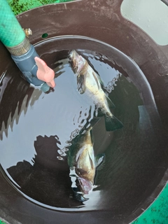 アオメバルの釣果