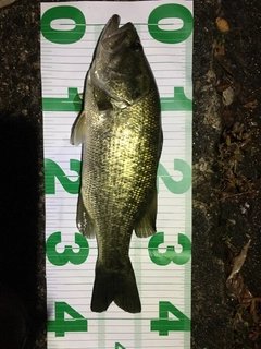 ブラックバスの釣果