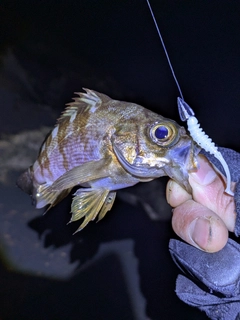 アカメバルの釣果