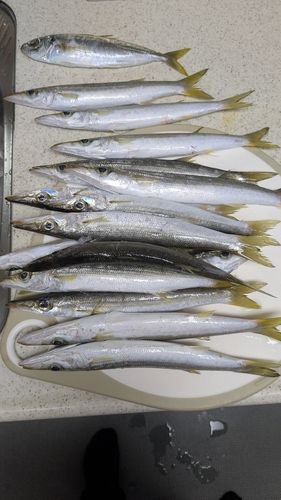 アカカマスの釣果