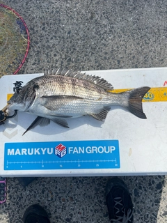 クロダイの釣果
