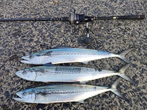 サゴシの釣果
