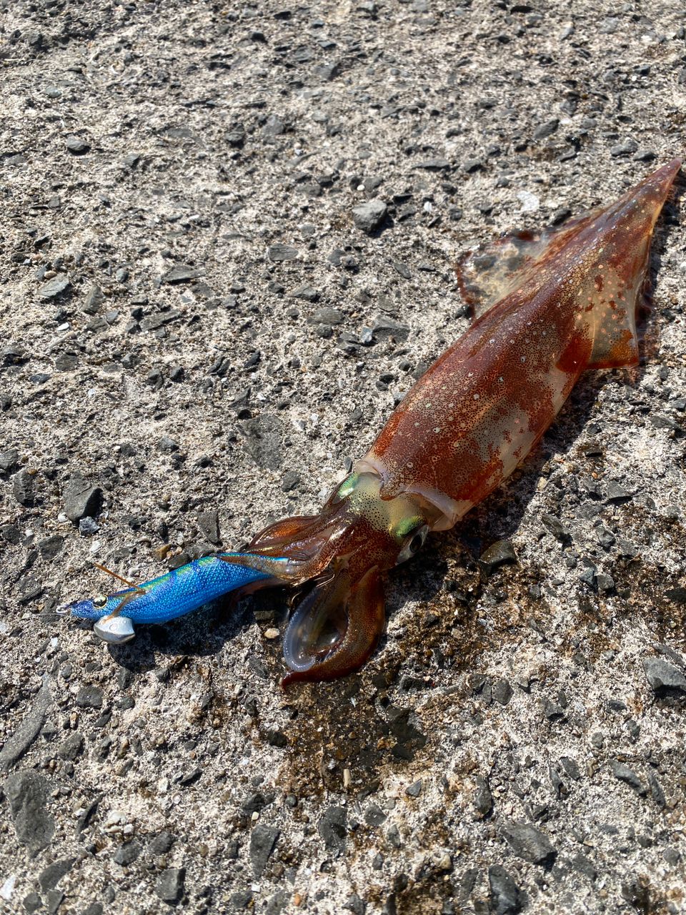 DAIWA 23レガリス LT2500S-DHの最安値・インプレ・釣果 | 本音の口コミ