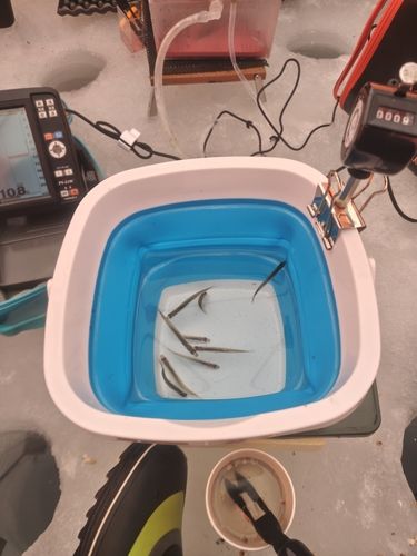 釣果