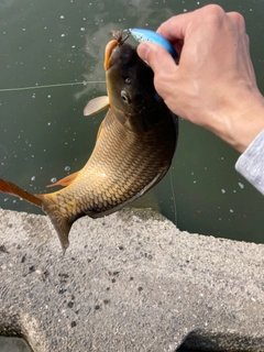 コイの釣果