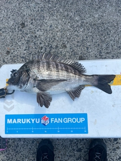 クロダイの釣果