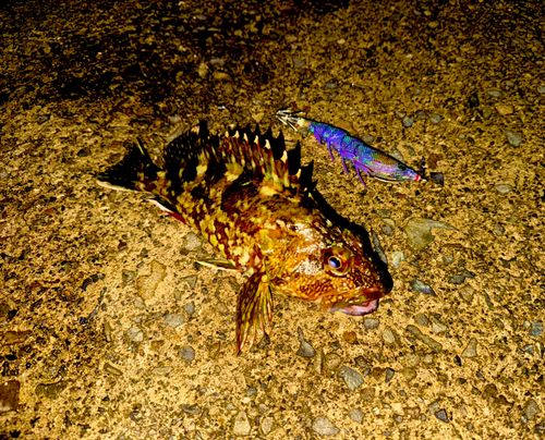 ガシラの釣果