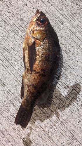 アカメバルの釣果
